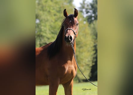 Pura Raza Árabe, Caballo castrado, 1 año, Castaño