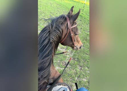 Pura Raza Árabe Mestizo, Caballo castrado, 23 años, 152 cm, Castaño