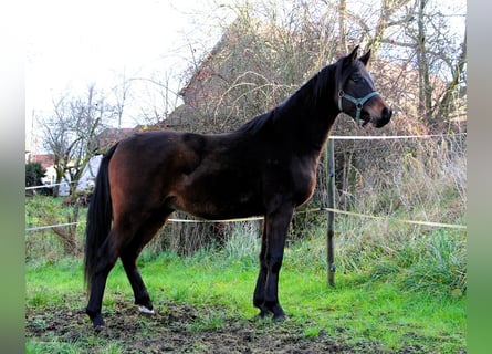 Pura Raza Árabe, Caballo castrado, 2 años, 150 cm, Castaño oscuro