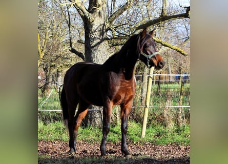 Pura Raza Árabe, Caballo castrado, 2 años, 150 cm, Castaño oscuro