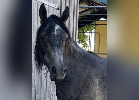 Pura Raza Árabe, Caballo castrado, 2 años, 154 cm, Tordo