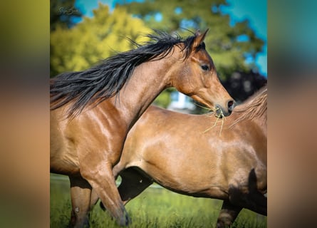 Pura Raza Árabe, Caballo castrado, 2 años, 155 cm