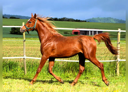 Pura Raza Árabe, Caballo castrado, 2 años, 157 cm, Alazán
