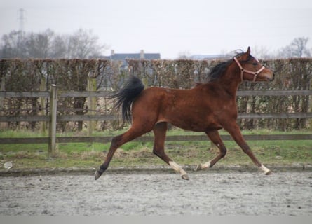 Pura Raza Árabe, Caballo castrado, 2 años, 157 cm, Castaño