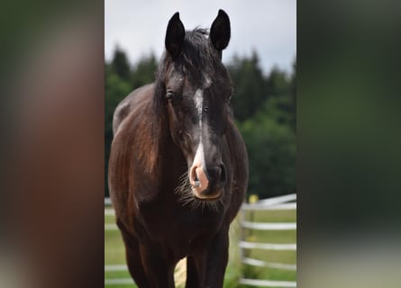 Pura Raza Árabe, Caballo castrado, 2 años, 160 cm, Negro