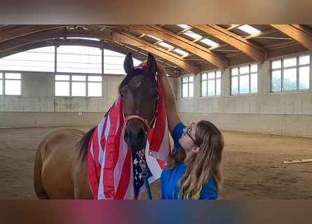 Pura Raza Árabe, Caballo castrado, 2 años