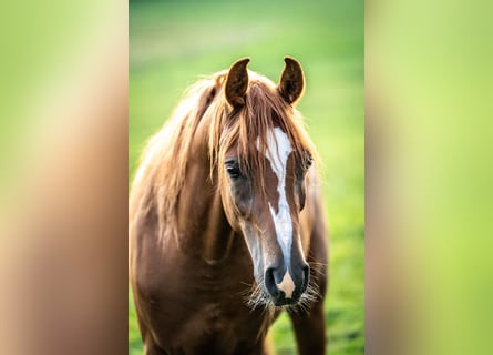 Pura Raza Árabe, Caballo castrado, 3 años, 146 cm, Alazán