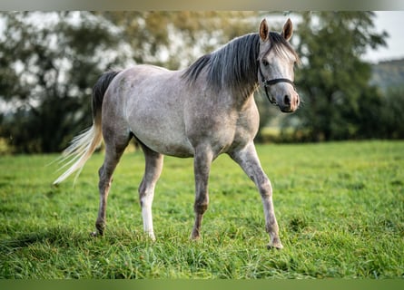 Pura Raza Árabe, Caballo castrado, 3 años, 150 cm, Tordo