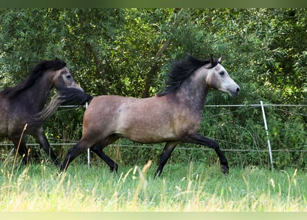 Pura Raza Árabe, Caballo castrado, 3 años, 152 cm, Tordo