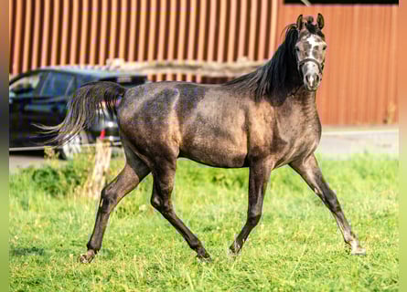 Pura Raza Árabe, Caballo castrado, 3 años, 153 cm, Tordo