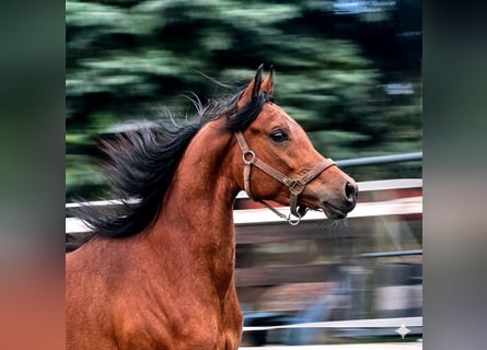 Pura Raza Árabe, Caballo castrado, 3 años, 155 cm, Castaño