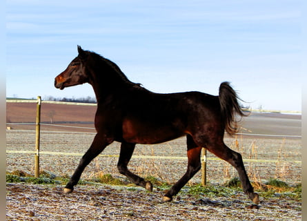 Pura Raza Árabe, Caballo castrado, 3 años, 155 cm, Morcillo