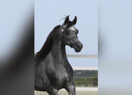 Pura Raza Árabe, Caballo castrado, 3 años, 155 cm, Tordillo negro