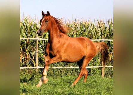 Pura Raza Árabe, Caballo castrado, 3 años, 156 cm, Alazán