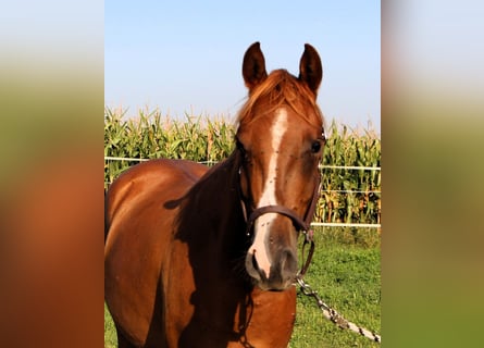 Pura Raza Árabe, Caballo castrado, 3 años, 156 cm, Alazán