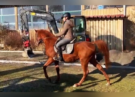 Pura Raza Árabe, Caballo castrado, 4 años, Alazán