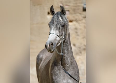 Pura Raza Árabe, Caballo castrado, 4 años, Musgo
