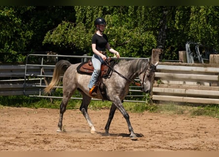 Pura Raza Árabe, Caballo castrado, 5 años, 153 cm, Tordo