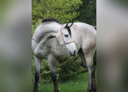 Pura Raza Árabe, Caballo castrado, 5 años, 159 cm, Tordo