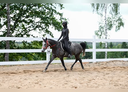 Pura Raza Árabe, Caballo castrado, 6 años, 154 cm, Tordo