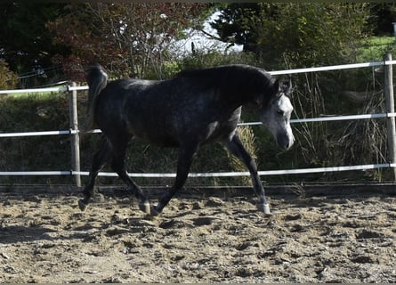 Pura Raza Árabe, Caballo castrado, 6 años, 155 cm, Tordo rodado