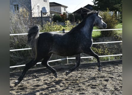 Pura Raza Árabe, Caballo castrado, 6 años, 155 cm, Tordo rodado