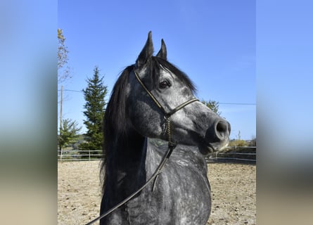 Pura Raza Árabe, Caballo castrado, 6 años, 155 cm, Tordo rodado