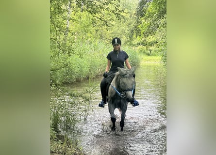 Pura Raza Árabe, Caballo castrado, 6 años, 158 cm, Tordo rodado