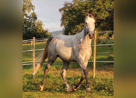 Pura Raza Árabe, Caballo castrado, 7 años, 158 cm, Tordo rodado