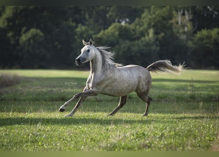 Pura Raza Árabe, Caballo castrado, 8 años, 159 cm, Tordo picazo