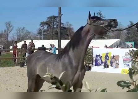 Pura Raza Árabe, Semental, 1 año, 141 cm, Tordo ruano