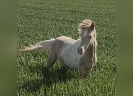 Pura Raza Árabe, Semental, 1 año, 150 cm, Champán