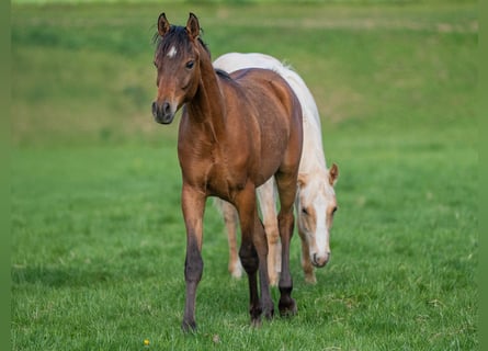 Pura Raza Árabe, Semental, 1 año, 153 cm, Castaño