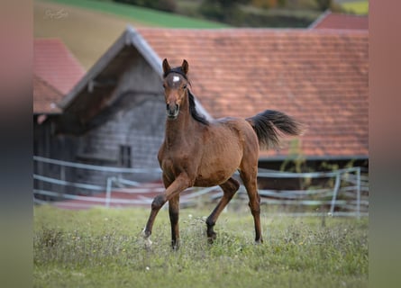 Pura Raza Árabe, Semental, 1 año, 157 cm, Castaño