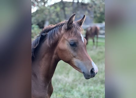 Pura Raza Árabe, Semental, 1 año, Castaño