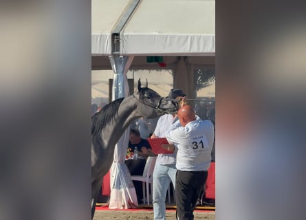 Pura Raza Árabe, Semental, 1 año, Musgo