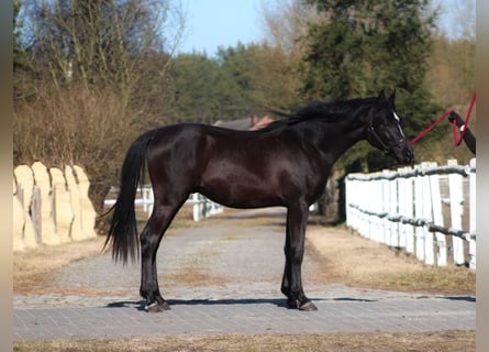 Pura Raza Árabe, Semental, 2 años, 159 cm, Negro