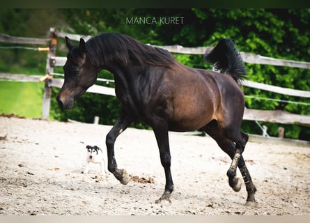 Pura Raza Árabe, Semental, 3 años, 148 cm, Castaño oscuro