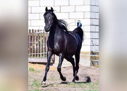 Pura Raza Árabe, Semental, 3 años, 150 cm, Negro