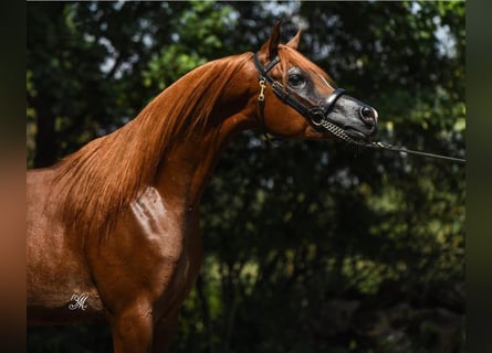 Pura Raza Árabe, Semental, 3 años, 154 cm, Alazán
