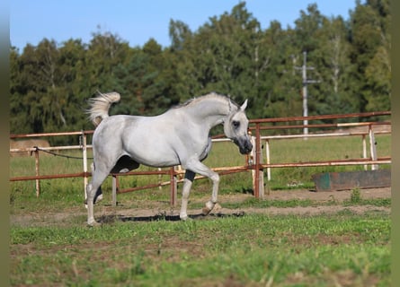 Pura Raza Árabe, Semental, 8 años, 154 cm, Tordo