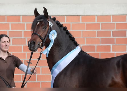Pura Raza Árabe, Semental, 10 años, 152 cm, Castaño oscuro