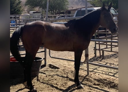 Pura Raza Árabe Mestizo, Yegua, 17 años, 142 cm, Castaño