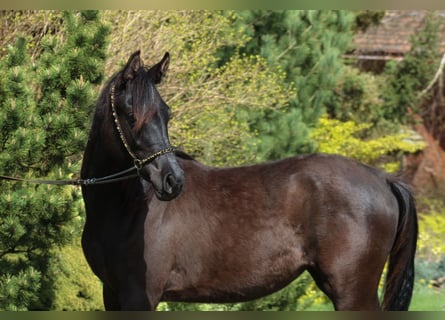 Pura Raza Árabe, Yegua, 1 año, 157 cm, Negro