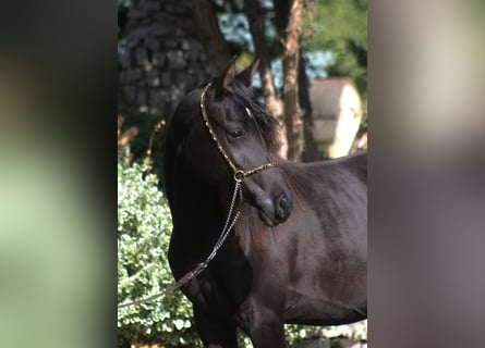 Pura Raza Árabe, Yegua, 1 año, 157 cm, Negro