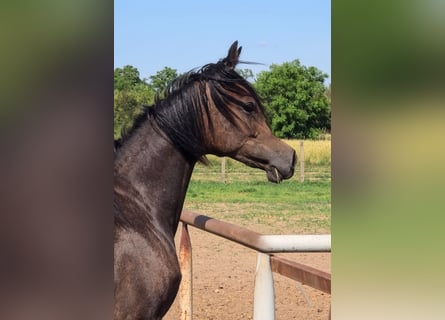 Pura Raza Árabe, Yegua, 1 año, Tordo