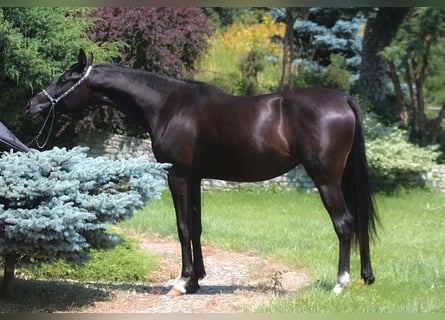 Pura Raza Árabe, Yegua, 2 años, 160 cm, Negro