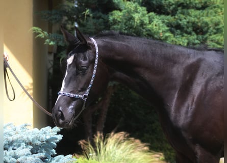 Pura Raza Árabe, Yegua, 2 años, 160 cm, Negro