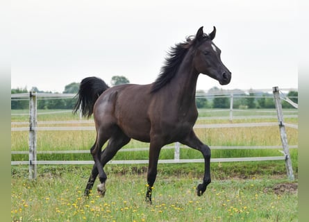 Pura Raza Árabe, Yegua, 2 años, Negro