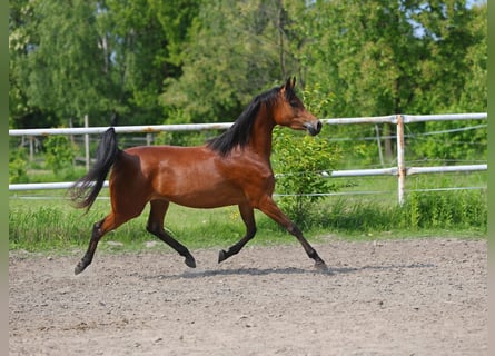 Pura Raza Árabe, Yegua, 3 años, 152 cm, Castaño